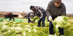 Farm workers in California not being paid for overtime wages