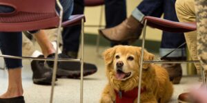 Having an emotional support dog at work can reduce stress levels